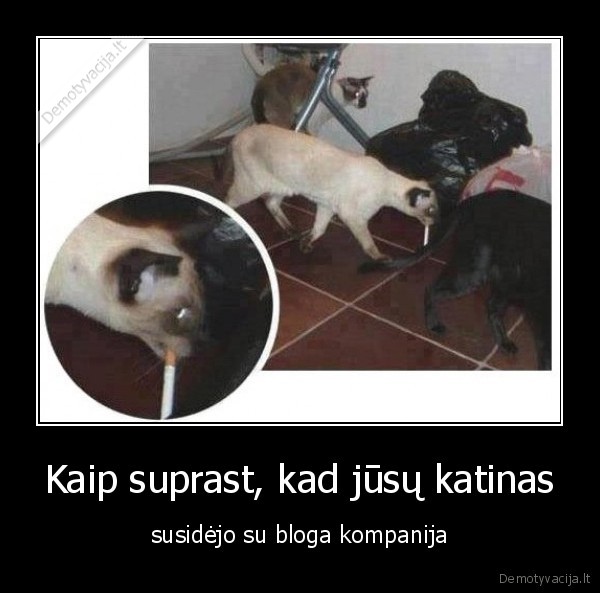 katinas,rukyti