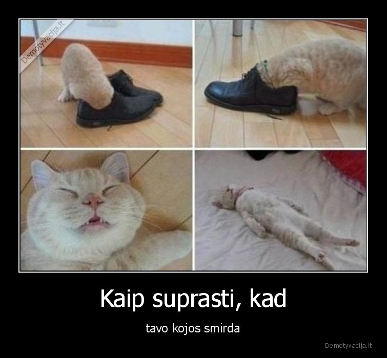 katinas,smirda,kojos,uosto