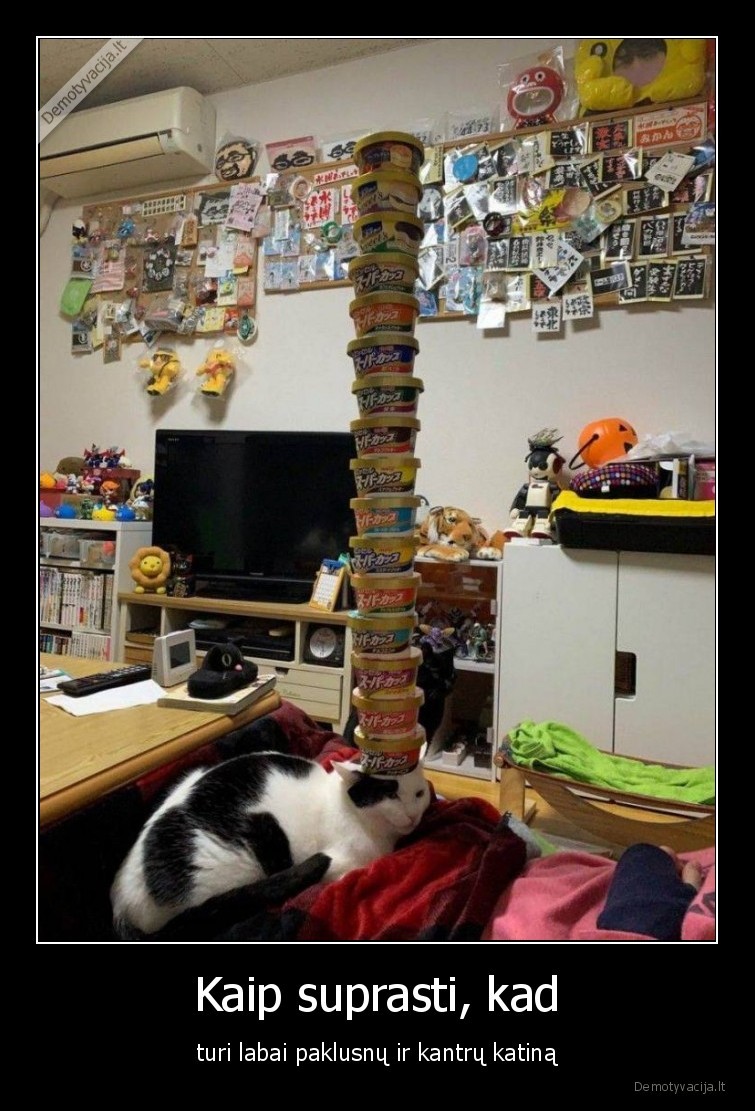 katinas,kantrybe,kantrus