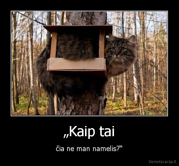 kate,katinas,lesyklele