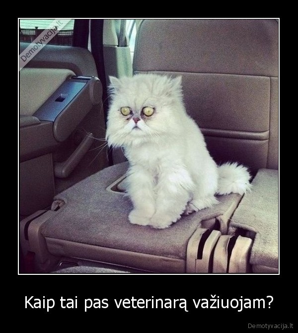 nustebes, katinas,veterinaras