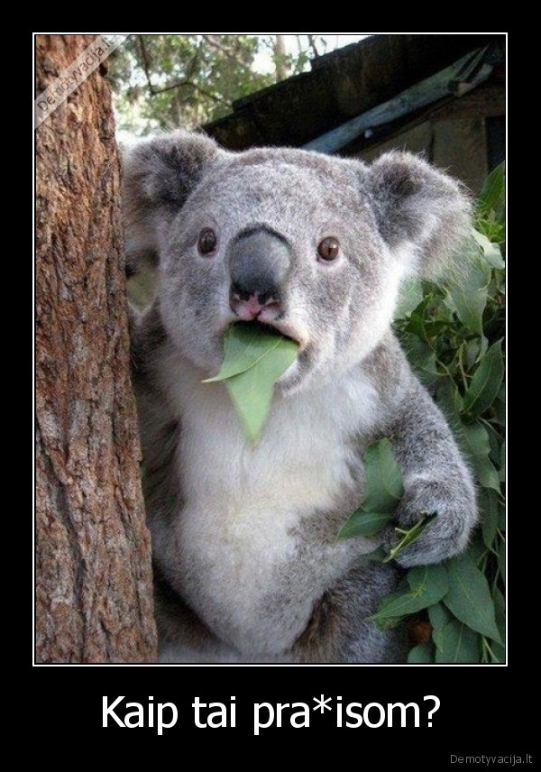 prapiso,krepsininkai,nustebus, koala