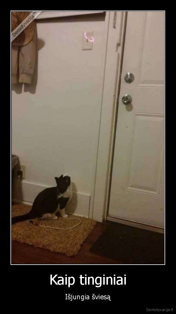 sviesos, jungiklis,lazeris,katinas