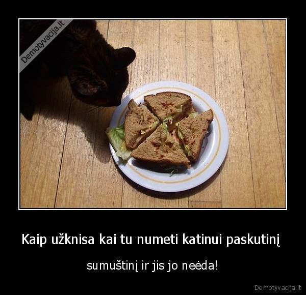 Kaip užknisa kai tu numeti katinui paskutinį 