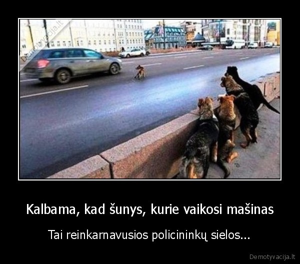 sunys, vaikosi, masinas,juokingi, sunys