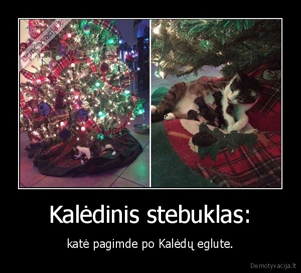 kate,kaciukai,pagimde,kaledu, eglute