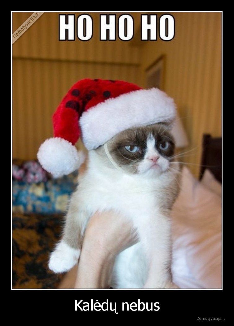 kaledos,katinas,grumpy,cat