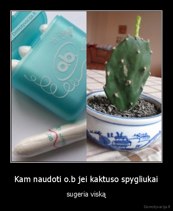 Kam naudoti o.b jei kaktuso spygliukai