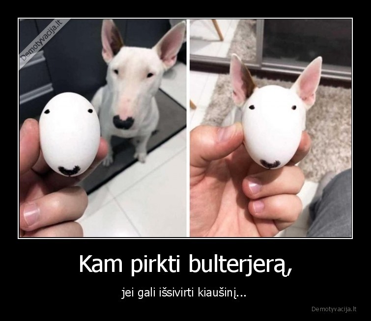 kiausinis,bulterjeras,suo