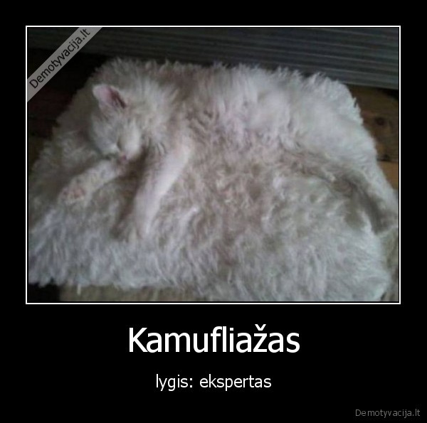 kate,katinas,kamufliazas