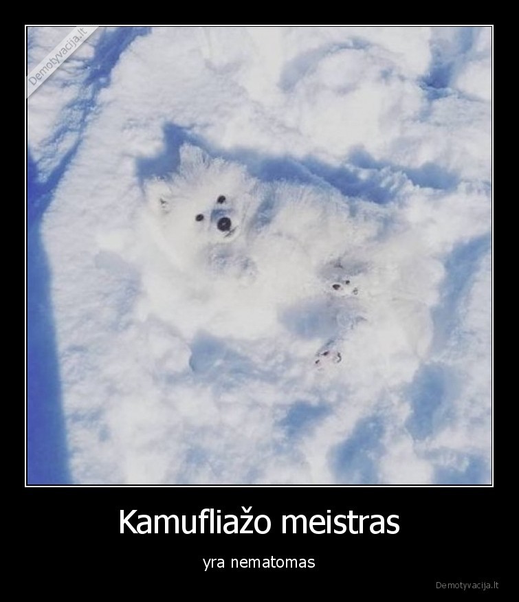 kamufliazas,nematomas,maskiruote