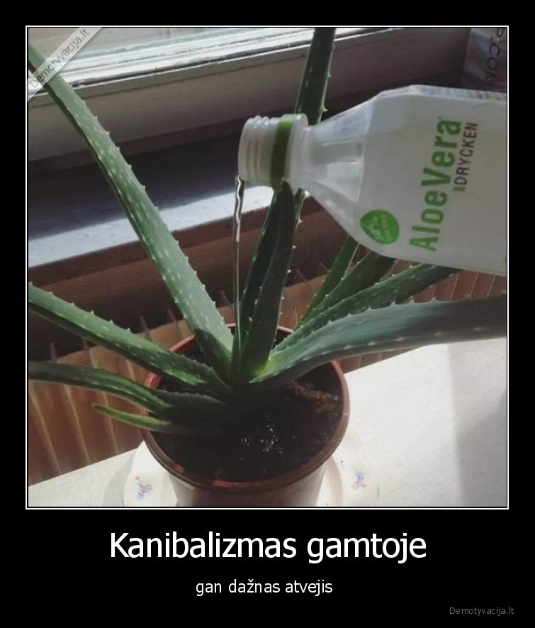 aloe,vera,kanibalizmas