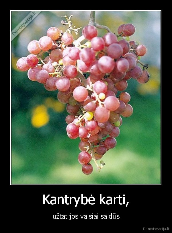 kantrybe, vaisiai, vynuoges