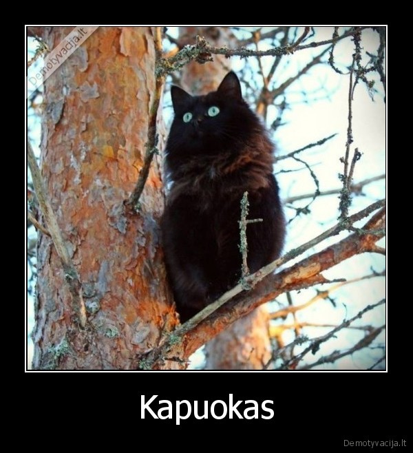 katinas,apuokas,katinas, medyje,juokingas, katinas