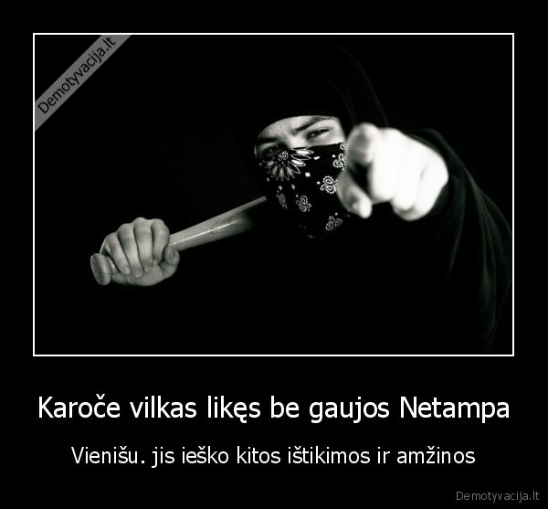 Karoče vilkas likęs be gaujos Netampa