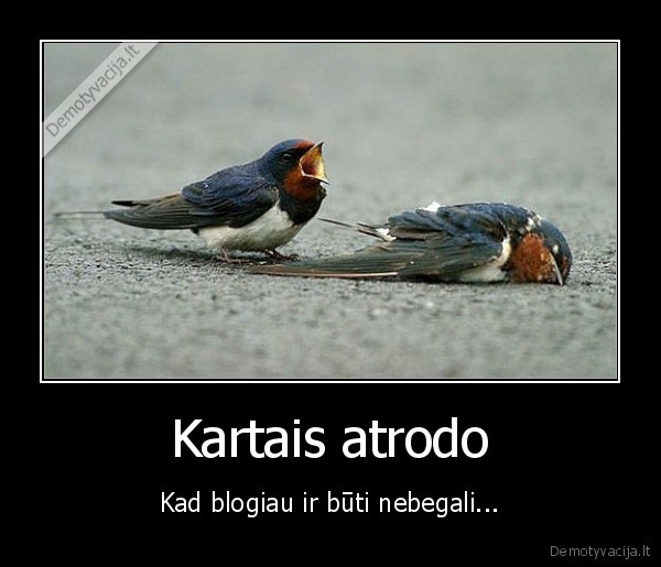 liudesys,pauksciai,meile