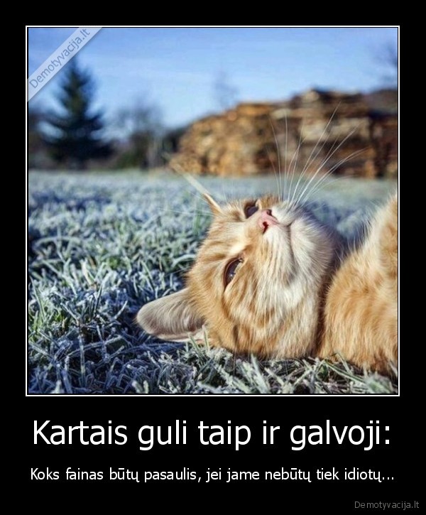 idiotai,durni, zmones,kvailiai