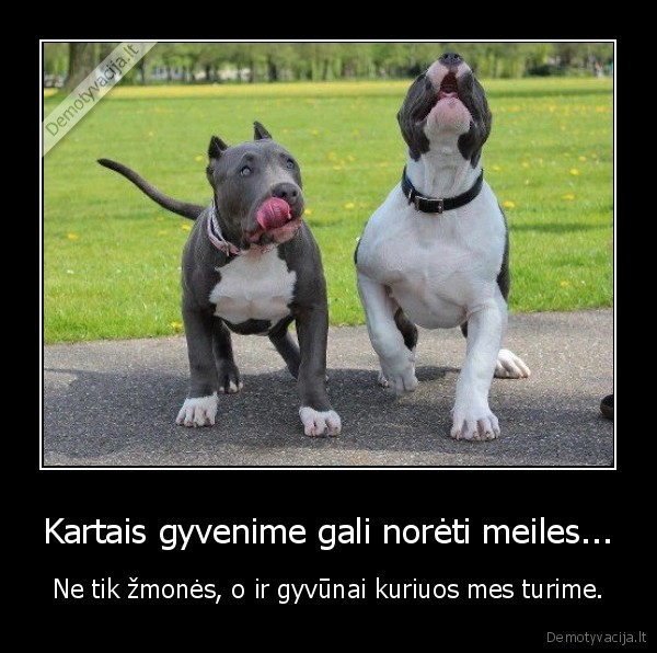 Kartais gyvenime gali norėti meiles...