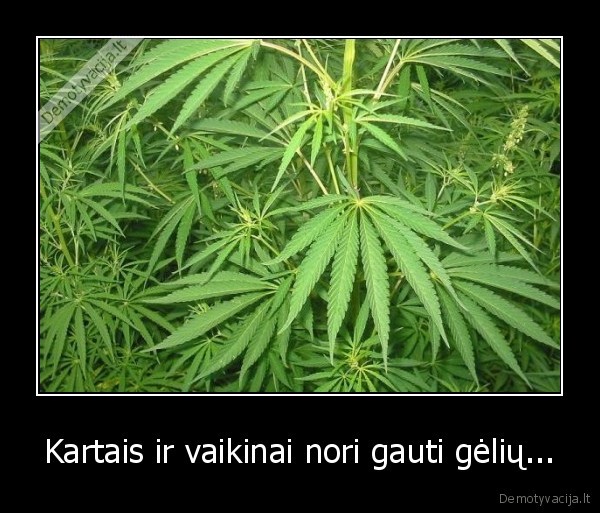 kanapes,narkotikai,geles,vaikinai