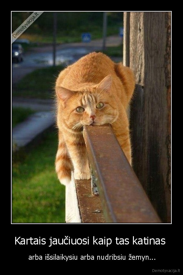 katinas,gyvenimas,issilaikyti,nukristi,zeme