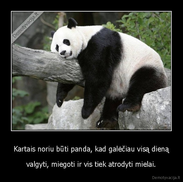 panda,valgis,miegas,mielas, gyvunas,miela, panda