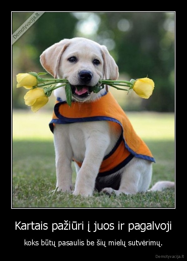 sunys,kates,ir, kiti, gyvunai