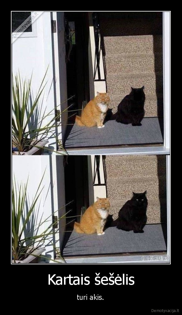 kate,katinas,juodas, katinas,seselis