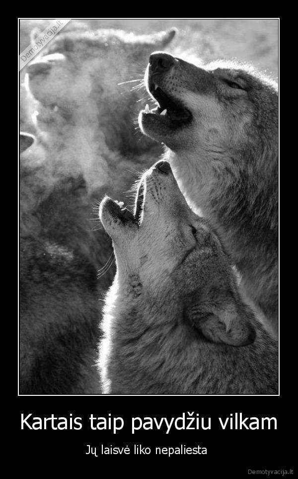 vilkas,laisve,gyvenimas,suvarzymas