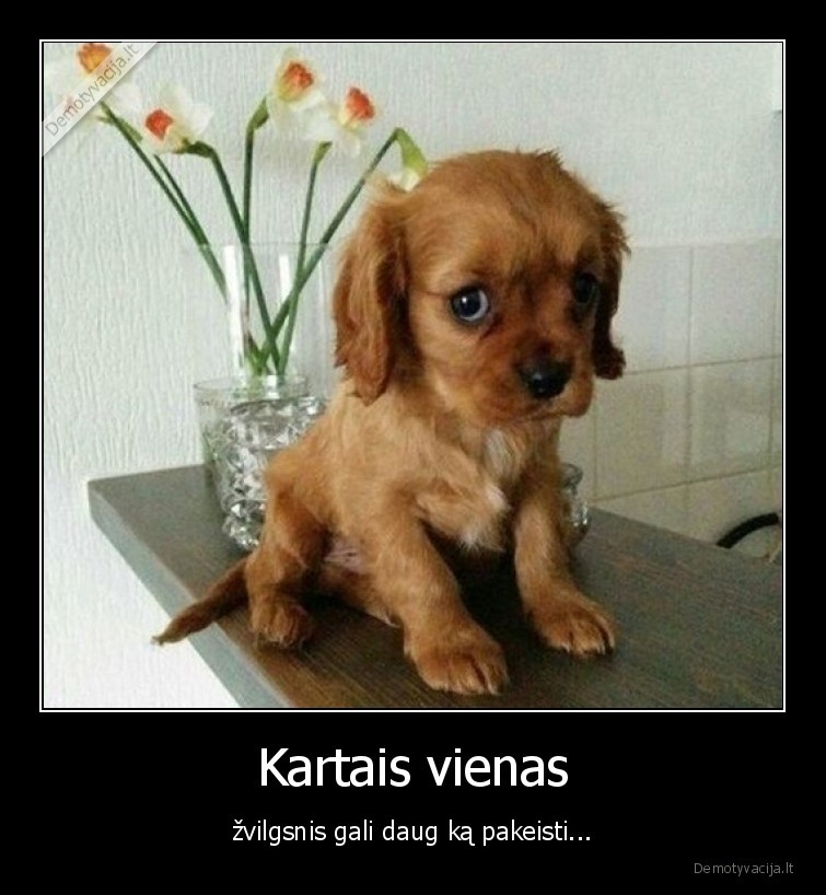 zvilgsnis,pakeisti,suniukas,mielas