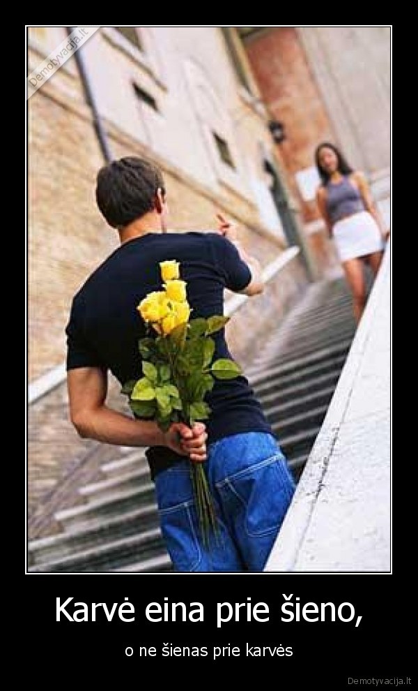 Karvė eina prie šieno,