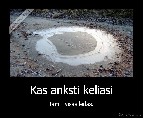 ledas,traiskyti,anksti,keltis