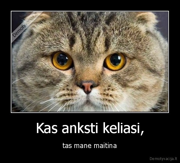 katinas,rytas,maitinti