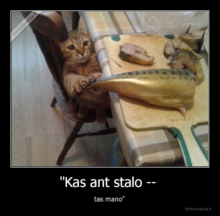 kate,katinas,zuvis,stalas