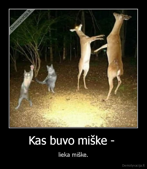 miskas,kate,katinas,stirna