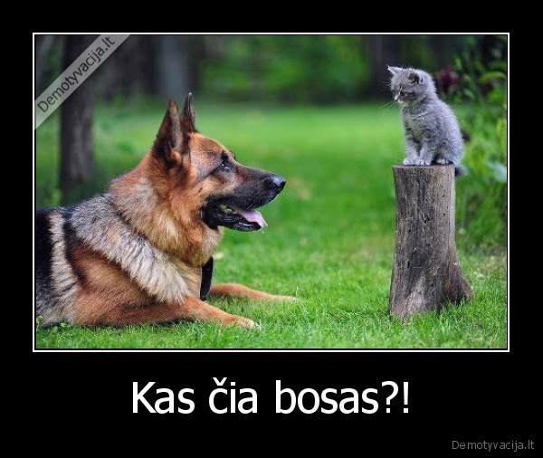 Kas čia bosas?!