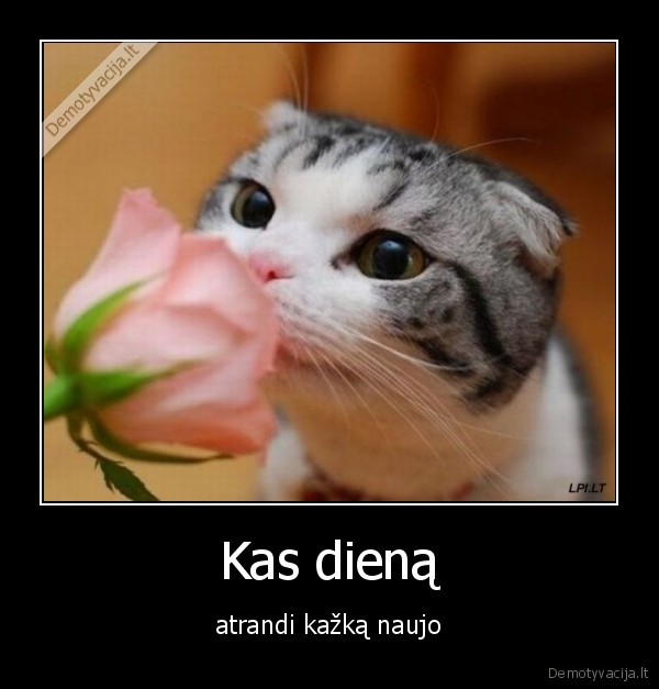 kaciukas,gyvenimas,atradimas