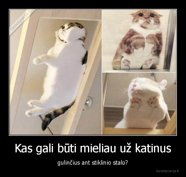 stiklas,katinas,miela