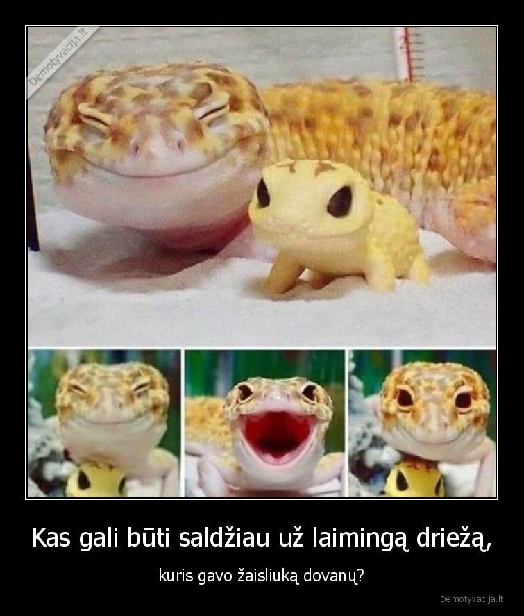 gekonas,driezas,laime