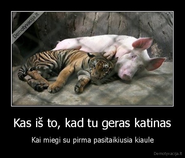 Kas iš to, kad tu geras katinas