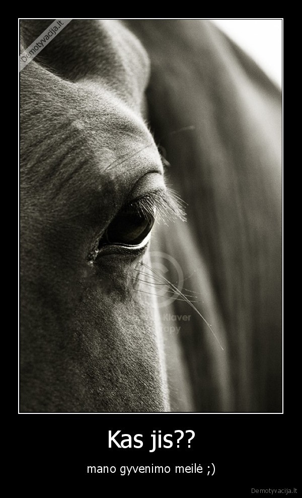 zirgas,arklys,jojimas,gyvunas,meile,rupestingumas