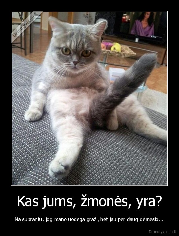 katinas,kaciukas,uodega