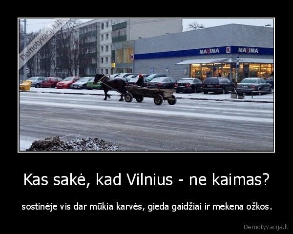 vilnius,kaimas,gaidziai,karves,ozkos