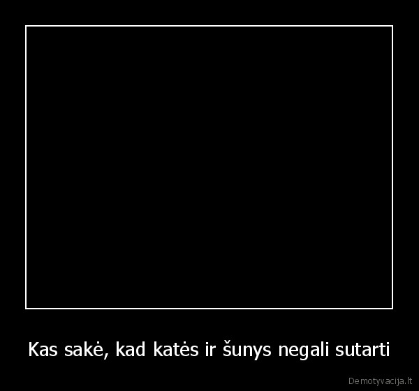 gyvunai,kates,sunys
