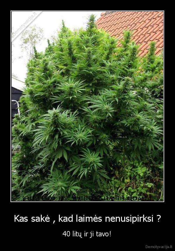 ganja, zole, suteikia, sparnus