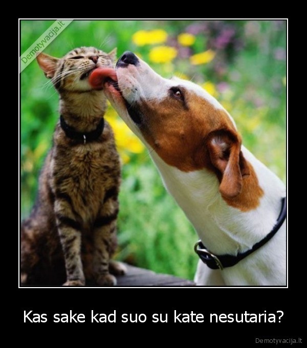 Kas sake kad suo su kate nesutaria?