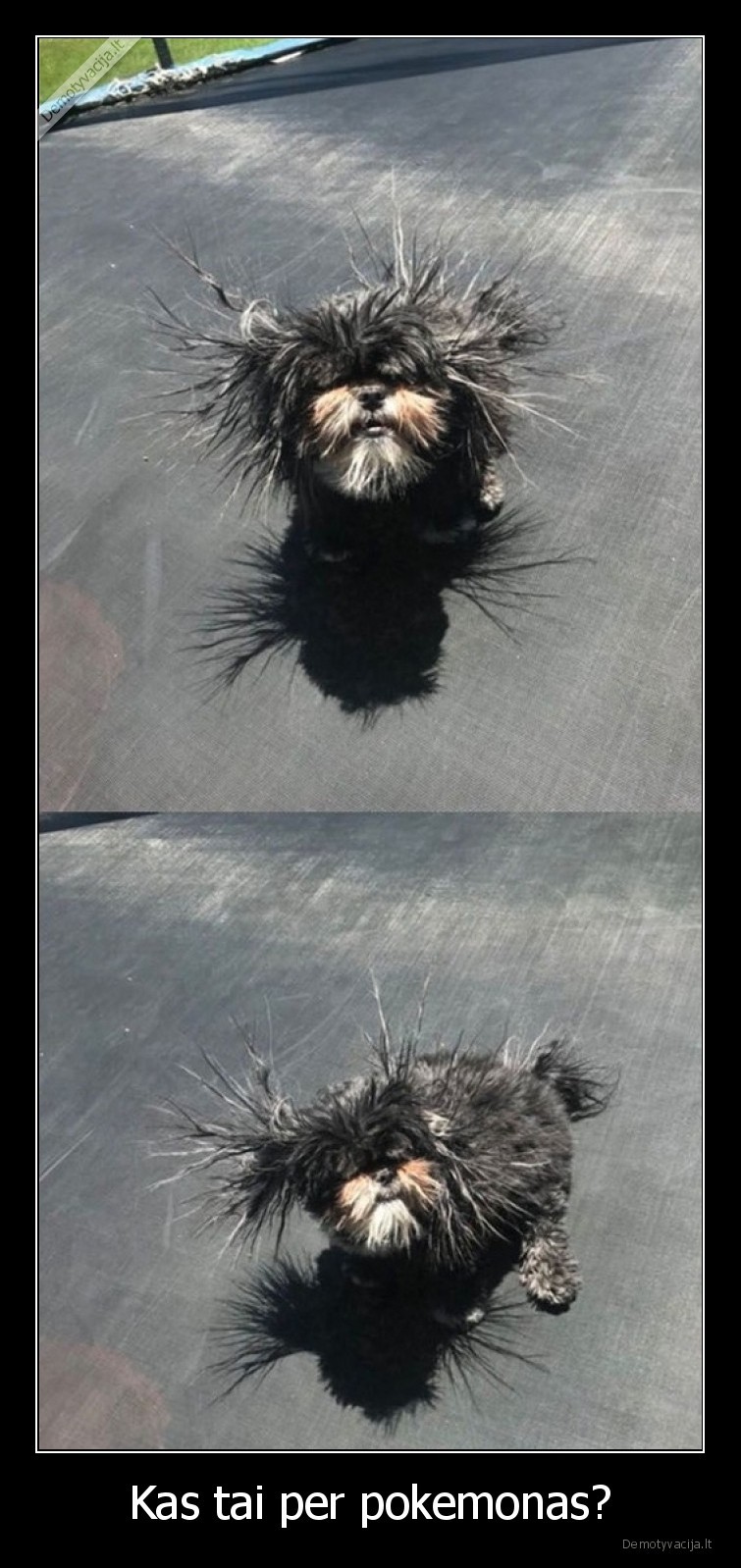 pokemonas,suo,kas,tai