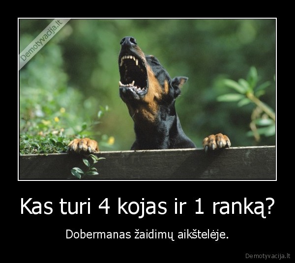 dobermanas,kojos,rankos