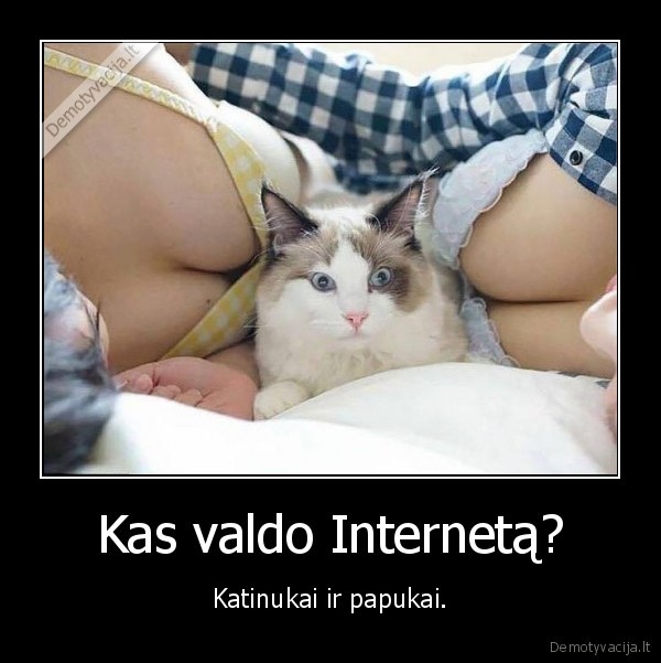 kate,papai,katinas,internetas