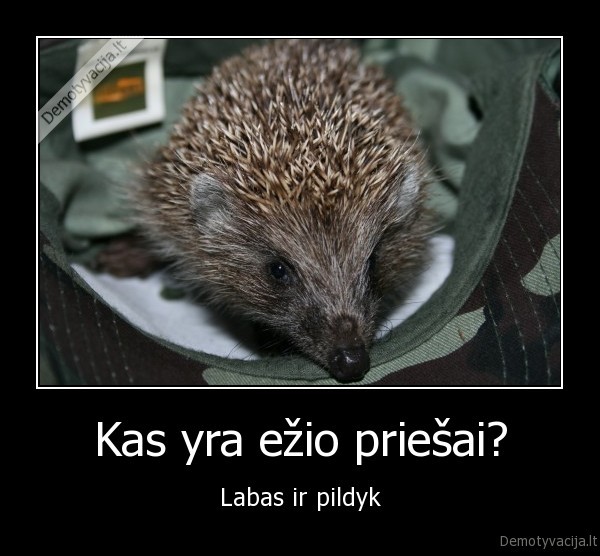 Kas yra ežio priešai?