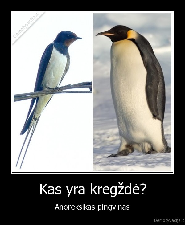 pingvinas, kregzde, kas, 